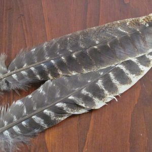 Oak Mottled Turkey Quills